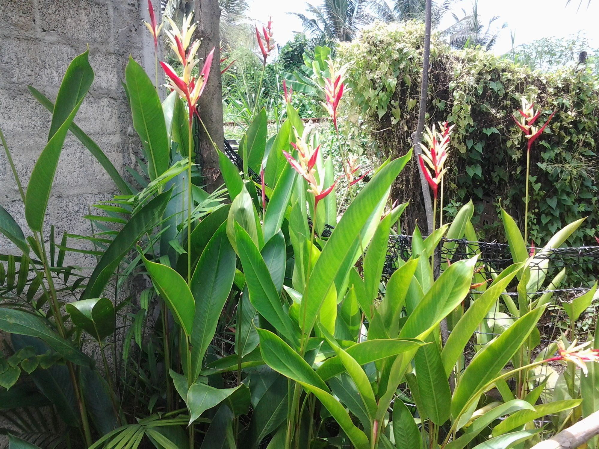 Orchid Villa #10 ฮิกคาดูวา ภายนอก รูปภาพ